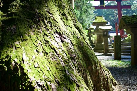 参道の脇を照らす陽光