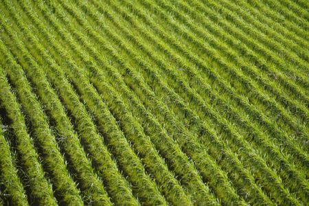 若苗のささやき、夏を待ちながら