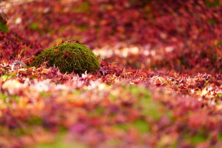 苔石と紅