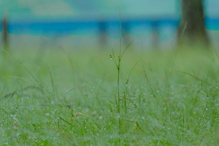 梅雨はどこへ？