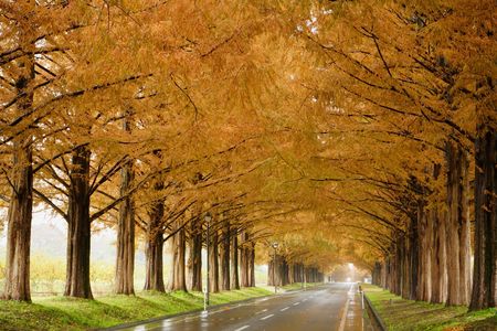 メタセコイヤ並木道　秋