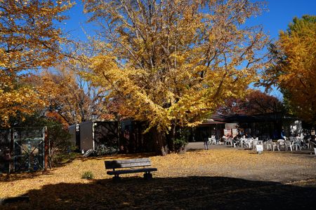 イチョウがさびしくなっている