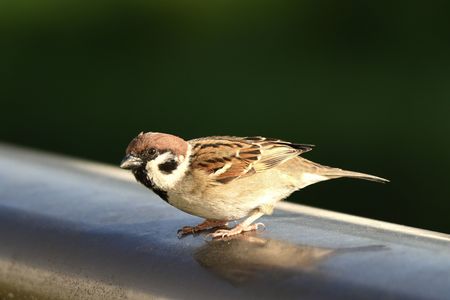 ちょこんと、スズメ