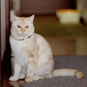 はいポーズ、こてつクン