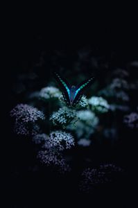 アオスジアゲハ