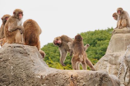 はっけよい！のこった！