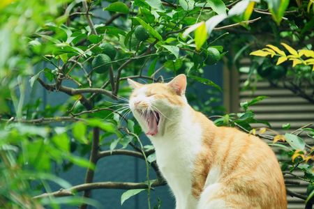 庭の主役、大あくび