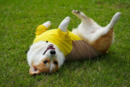 跳刀地背拳からのアームレッグクロスレイズ未達