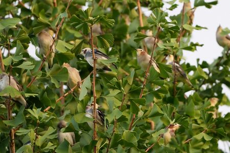 コムクドリの皆さん