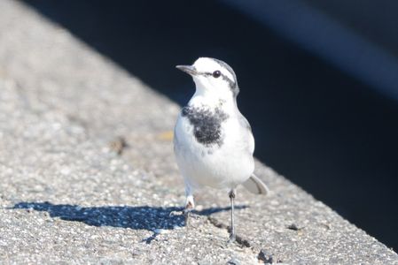 ハクセキレイさんこんにちは
