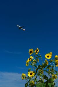 飛行機と青空と向日葵