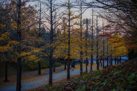 晩秋の帰り道に