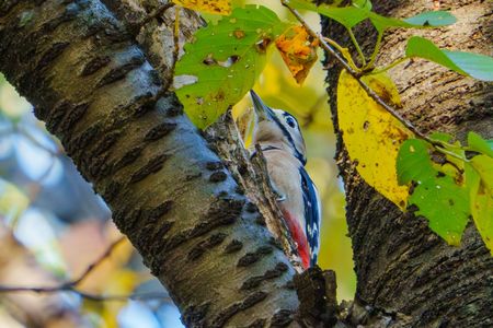 東京都内のアカゲラ