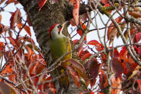 晩秋のアオゲラ