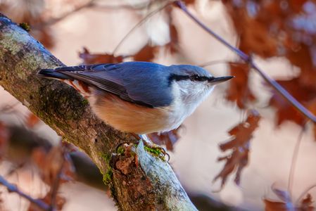 晩秋のゴジュウカラ