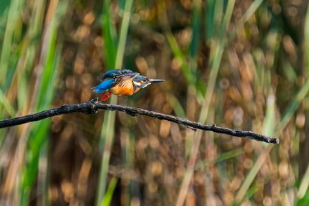 テレコン買いました　#カワセミ#