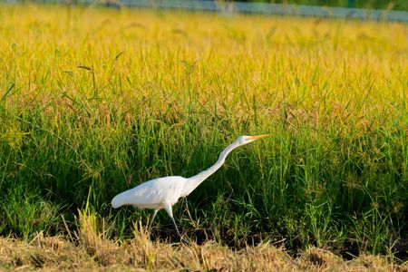 稲穂実る水田にて　#ダイサギ#　#キジ#　#チョウゲンボウ#