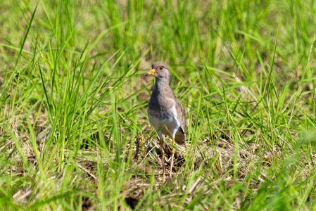 秋の穂刈田、休耕田にて　#ケリ#　#ダイサギ#　#チュウサギ#