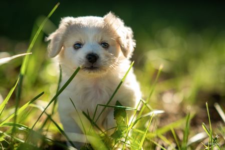 Peek Through the Green