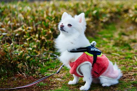 幸せ満喫ぷーちゃん