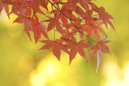 玉ぼけの光に囲まれて