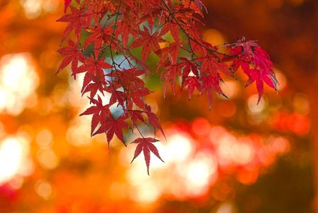 玉ぼけに憧れて