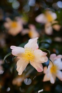 公園のさざんか