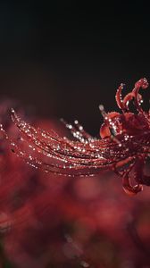 赤いリボンに光の粒、続