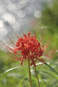 バブルボケと彼岸花