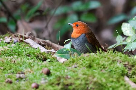 まん丸コマドリくん