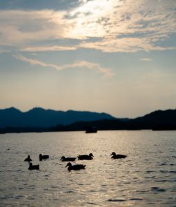 幻の光、鮮やかな影