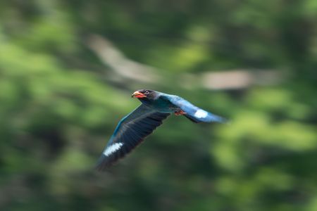 森を翔ける蒼い詩