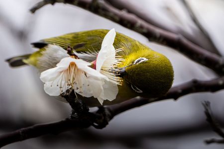 イケメンも蜜が好き