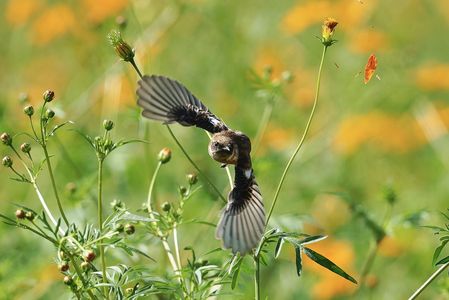 ノビタキの飛び出し