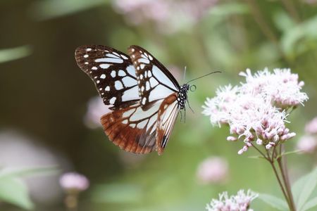 アサギマダラの飛翔