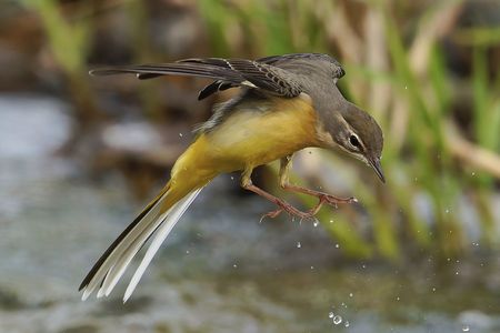 キセキレイのジャンプ