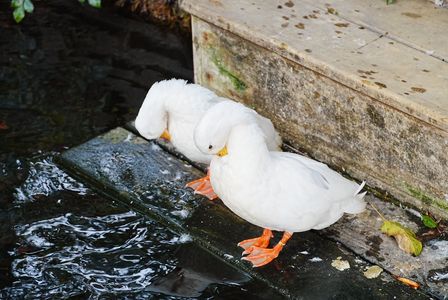 かゆいね　かいかい