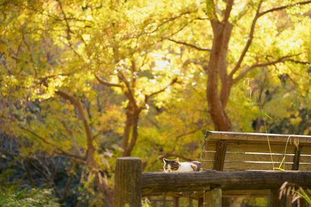 ポカポカにゃんこ