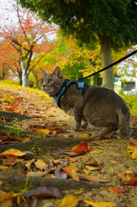 ねこ孫のお散歩 Part4