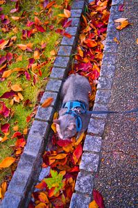 ねこ孫in秋の彩り