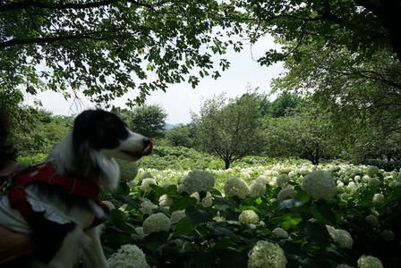 愛犬とアナベル