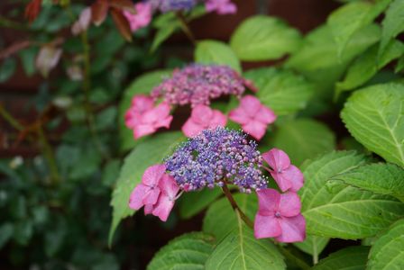 2025年6月 季節花