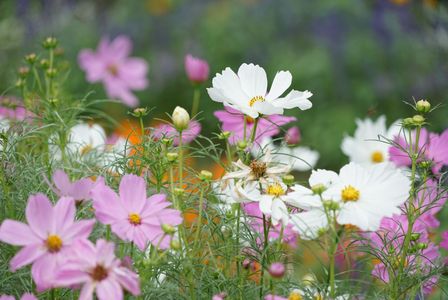 琥珀色の秋花たち