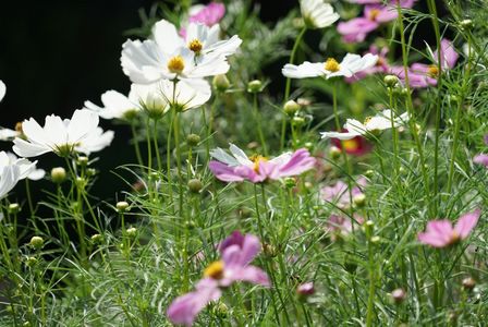 琥珀色の花々たち