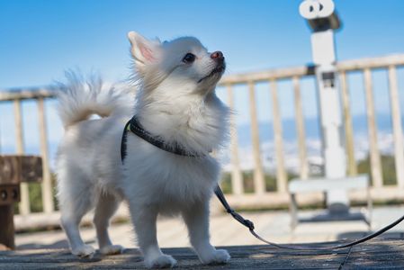 登頂したワン☀️