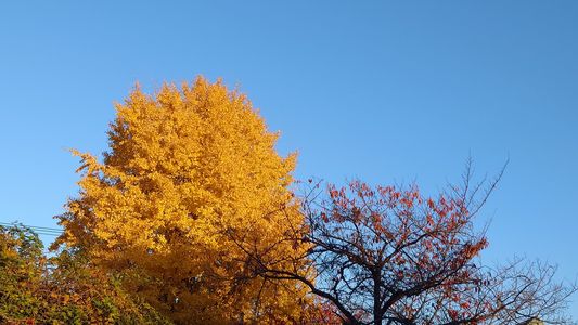 青空と紅葉🍁