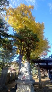 秋を感じに 紅葉🍁