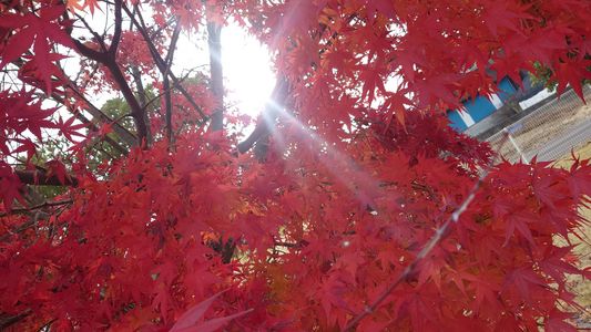 紅葉の隙間から