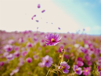 秋桜が好きな母