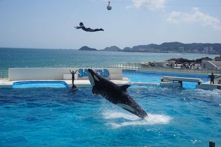 シャチと空高く